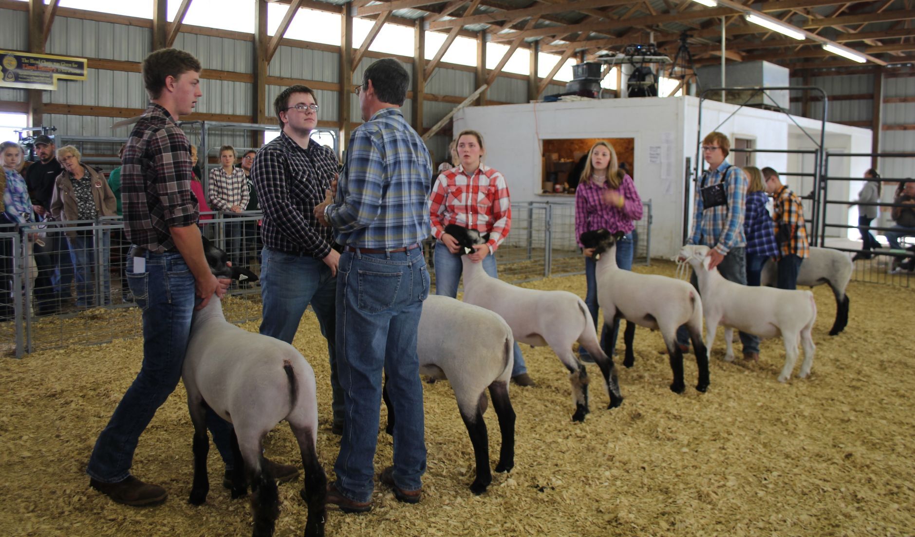 Showtime for sheep